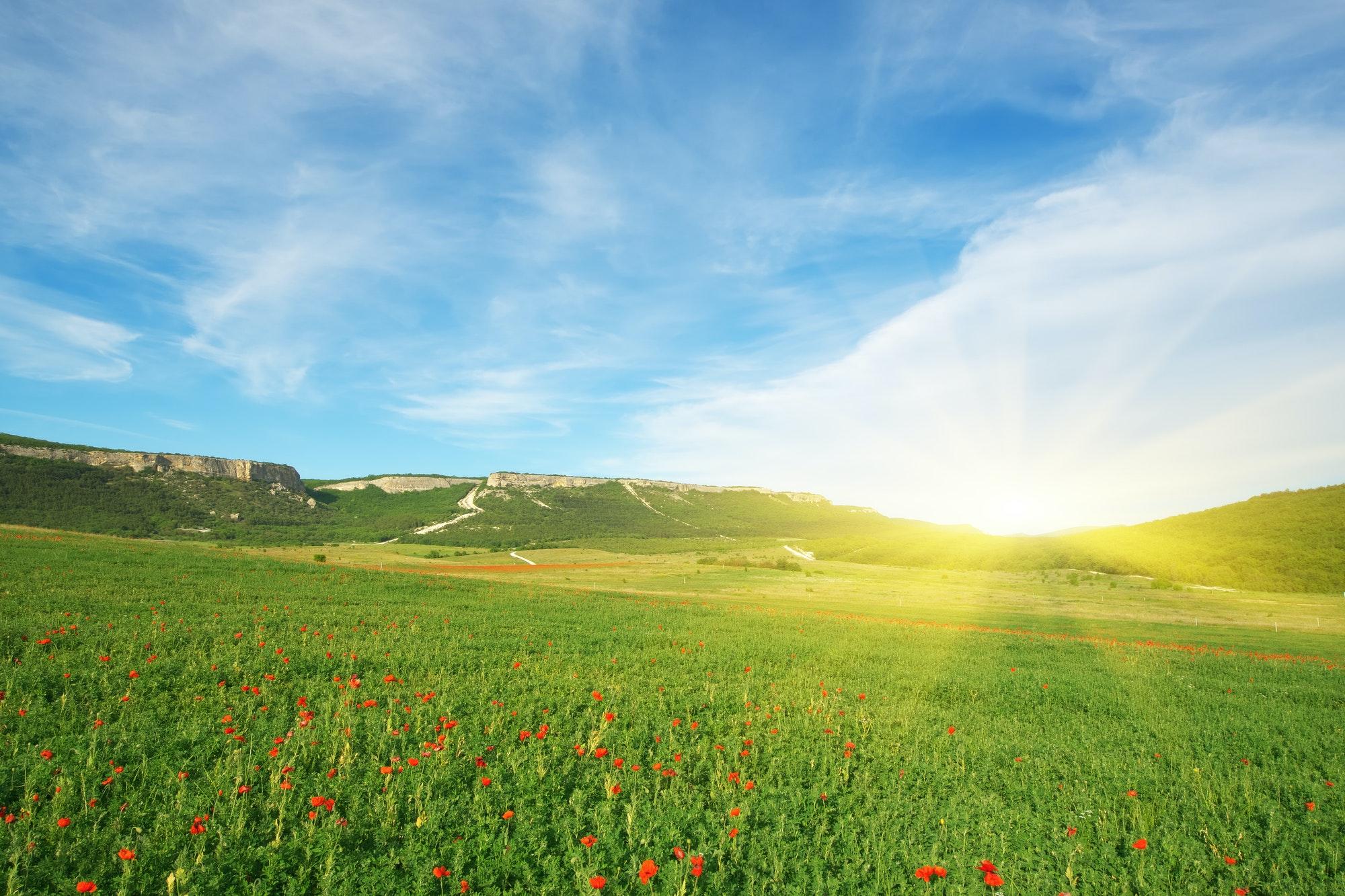 What Makes a Loan Go Green?